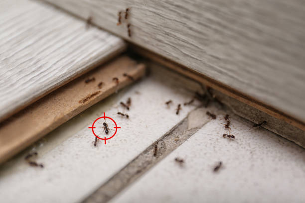 Best Bed Bug Extermination  in Dover Beaches North, NJ